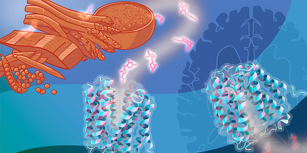 Vitamin B1’s journey in your body, and why it matters